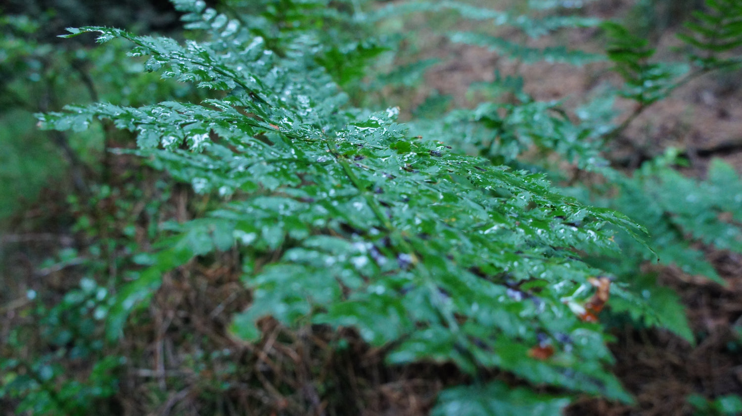 Cowley Wood